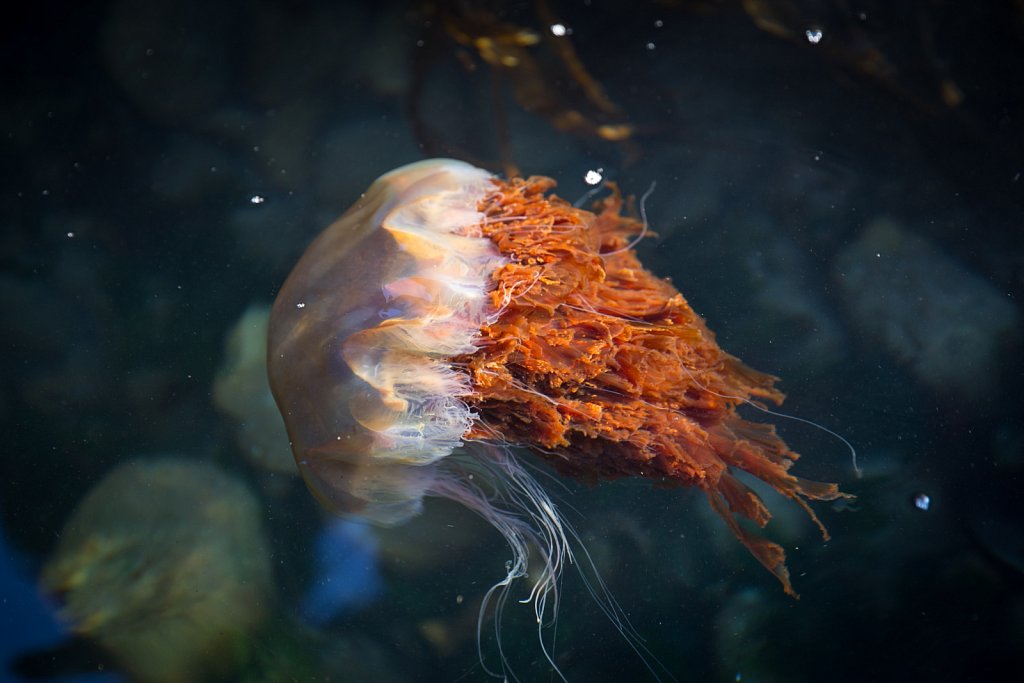 Lion's Mane Jellyfish, Kerrera