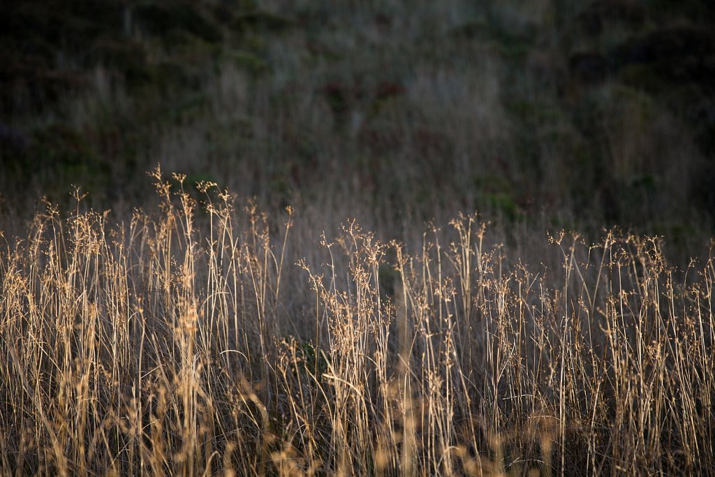 Long Grass, Kerrera