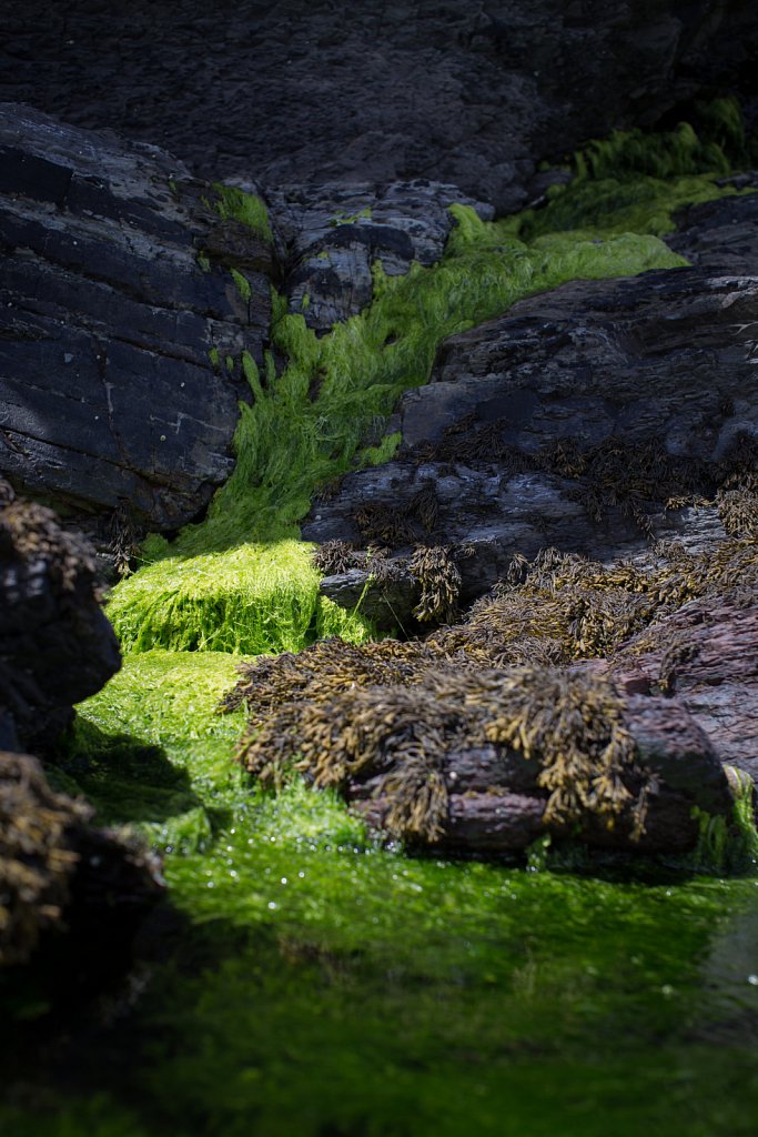 Seaweed, Kerrera