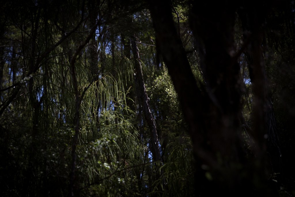 Heaphy Track New Zealand