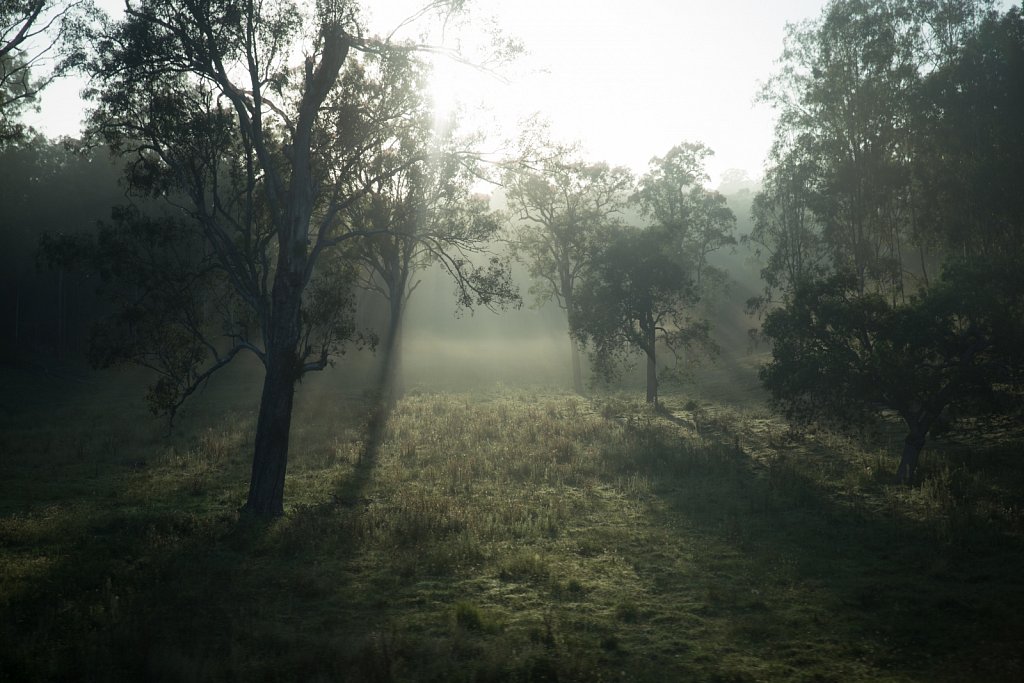 From The Morning Train Brisbane