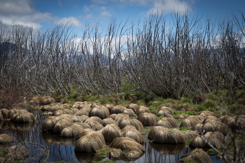 Willow Eradication New Zealand